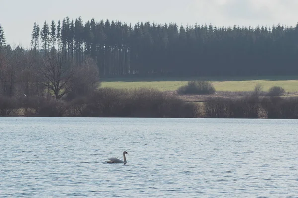 Piękny Biały Łabędź Pływa Jezioro Silbersee — Zdjęcie stockowe