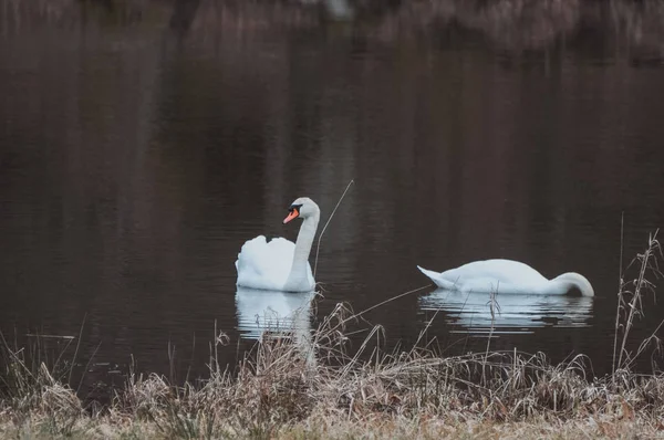 Coppia Cigni Bianchi Che Nuotano Sul Lago — Foto Stock