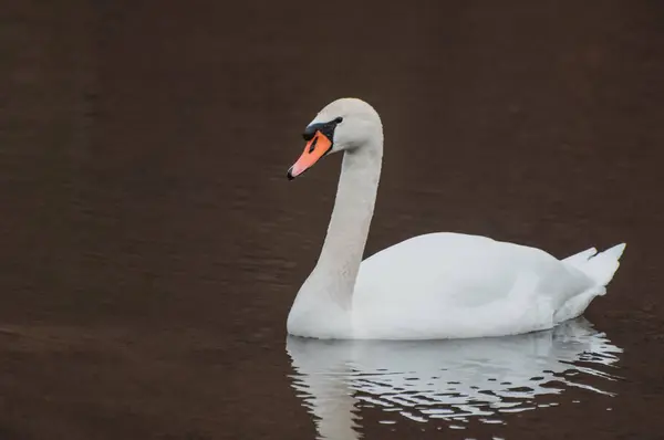 Bellissimo Cigno Bianco Nuota Sul Lago Silbersee — Foto Stock