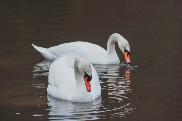 Par Cisnes Brancos Nadando Lago — Fotografia de Stock