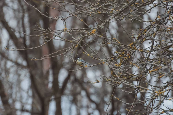 Uccello Giallo Tetta Grande Ramo Albero Tardo Inverno — Foto Stock