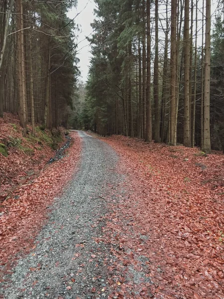 Blick Auf Die Forststraße Richtung Deaper Wald — Stockfoto