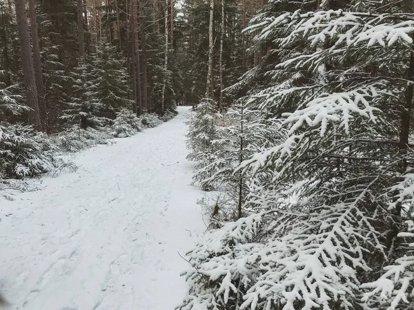 Camino Nevado Pueblo Montaña Tiefenbach Baviera Alemania — Foto de Stock