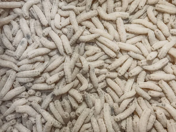 White Maggots. Large Pile Of Worms. Fishing Lure