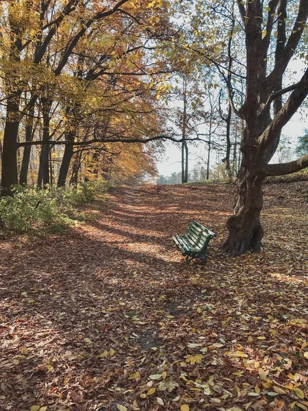 Pusty Zaułek Linden Kijowie Botaniczny Ogród Jesienią Ukraina — Zdjęcie stockowe
