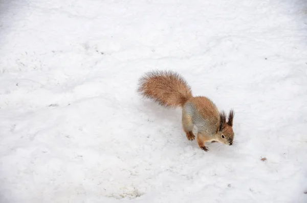 Niedliche Rote Eichhörnchen Sitzen Schnee Mit Schneeflocken Bedeckt — Stockfoto