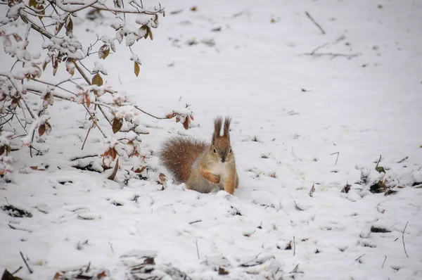 Écureuil Rouge Mignon Assis Dans Neige Recouvert Flocons Neige — Photo