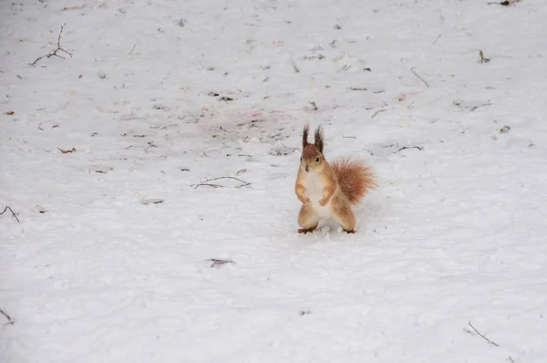 Écureuil Rouge Mignon Assis Dans Neige Recouvert Flocons Neige — Photo