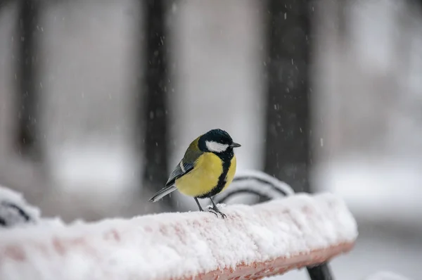 Tit Seduta Sulla Panchina Caso Freddo — Foto Stock