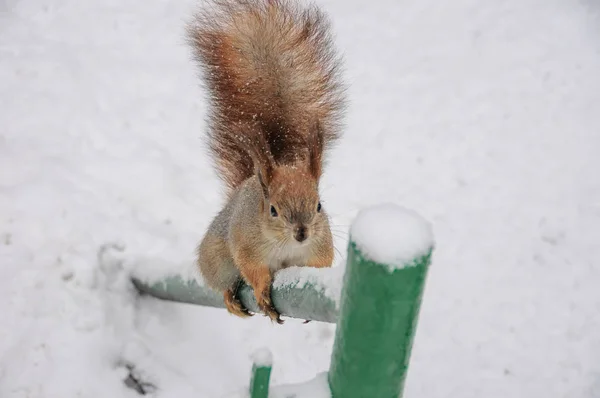 Écureuil Roux Assis Sur Une Clôture Verte Pendant Neige — Photo