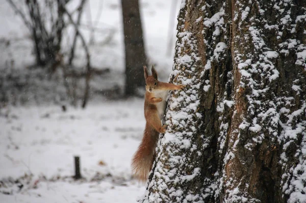 Ardilla Roja Eurasiática Colgando Árbol Parque Invierno — Foto de Stock