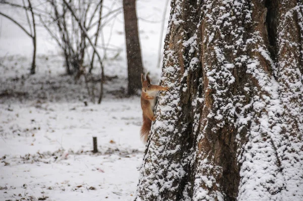 Écureuil Roux Eurasie Pendu Arbre Dans Parc Hiver — Photo