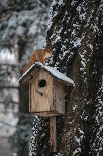 Écureuil Roux Eurasie Pendu Arbre Dans Parc Hiver — Photo