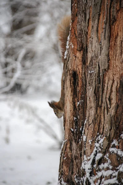 Ardilla Roja Eurasiática Colgando Árbol Parque Invierno — Foto de Stock