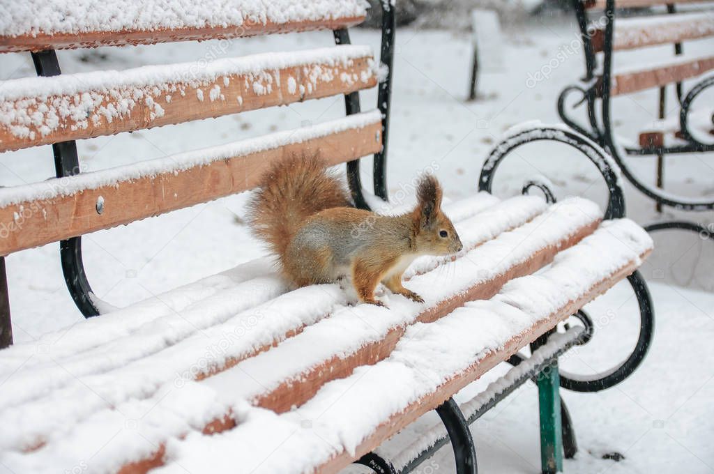 Squirrel on a wooden park bench in winter