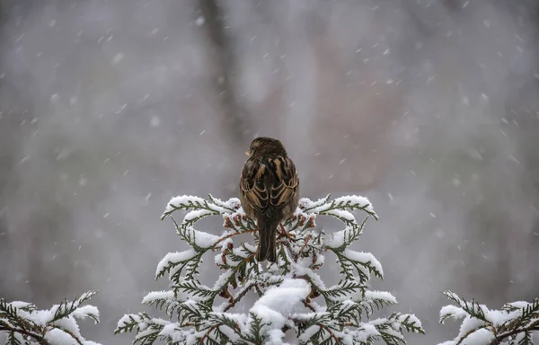 Veréb Egy Ágon Viburnum Hóval — Stock Fotó