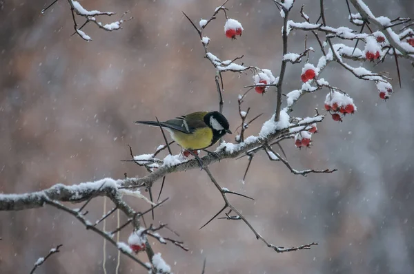 坐在被雪覆盖的维伯鲁姆树枝上 — 图库照片