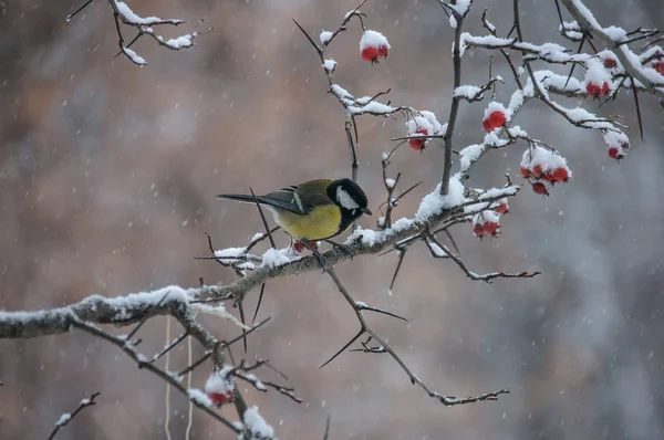 Tit Sitting Branch Viburnum Covered Snow — Stock Photo, Image