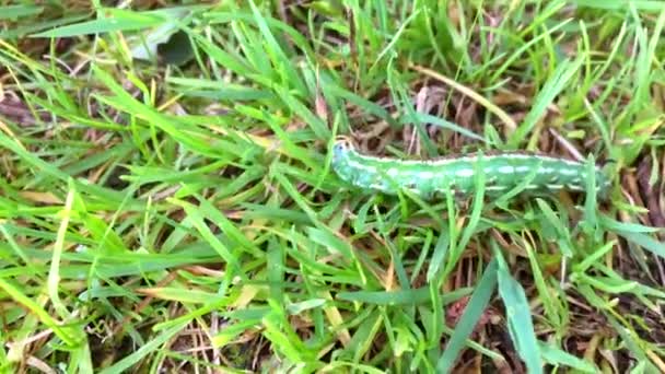 Macro Shot Green Caterpillar Crawling Forward Fresh Grass — Stock Video