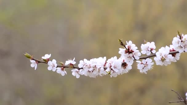 Meruňkových Květů Větev Stromu Kymácející Větru Closeup — Stock video