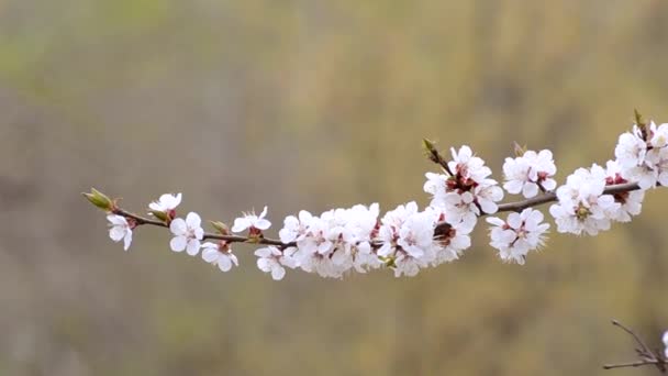 Flores Albaricoque Rama Del Árbol Balanceándose Viento Primer Plano — Vídeos de Stock