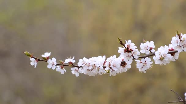 Abrikoos Bloemen Vertakking Van Beslissingsstructuur Zwaaiend Wind Close — Stockvideo