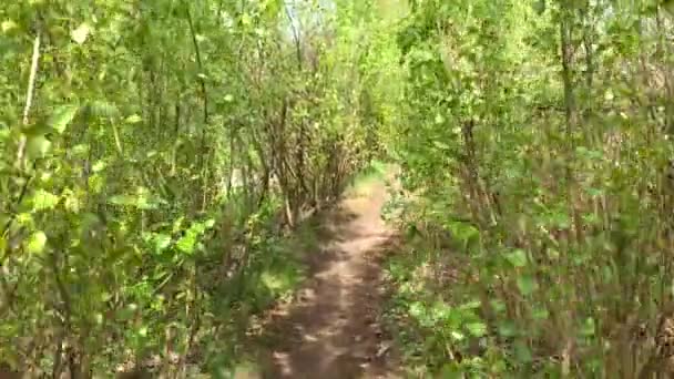 Caminar Por Sendero Del Bosque Verano — Vídeo de stock