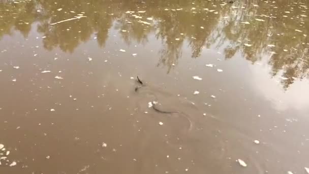 小さな水ヘビは水たまりの中で泳ぐ — ストック動画