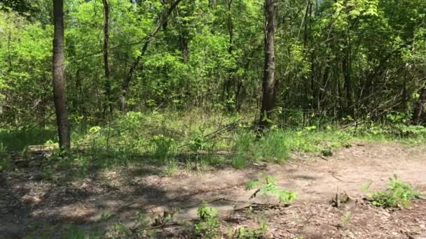 Ciclista Pasea Por Sendero Parque Día Soleado — Vídeo de stock