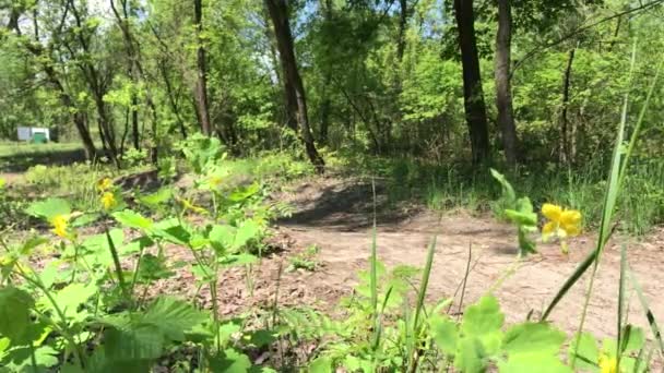 Ciclista Pasea Por Sendero Parque Día Soleado — Vídeo de stock