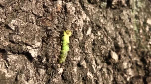 Ants Attack Bite Caterpillar Tree — Stock Video