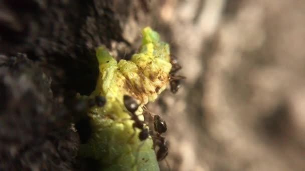 Les Fourmis Attaquent Mordent Une Chenille Sur Arbre — Video