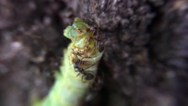 蚂蚁攻击并咬在树上的毛毛虫 — 图库视频影像