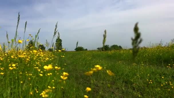 Woman Running Nature Tree Park Summer Nature Sun Path Alone — ストック動画