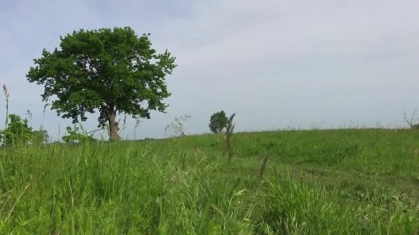 Girl Tourist Bicycle Traveling Farm Field — Stock Video