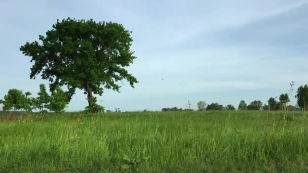 Menina Turista Uma Bicicleta Viajando Longo Campo Fazenda — Vídeo de Stock