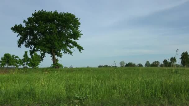 Ragazza Turista Una Bicicletta Che Viaggia Lungo Campo Fattoria — Video Stock