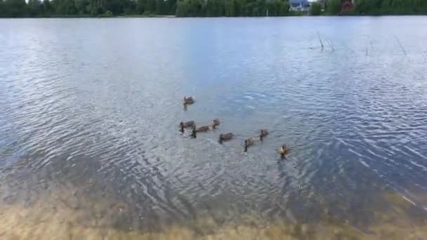 Kachna Ducklings Plovoucí Rybníku — Stock video