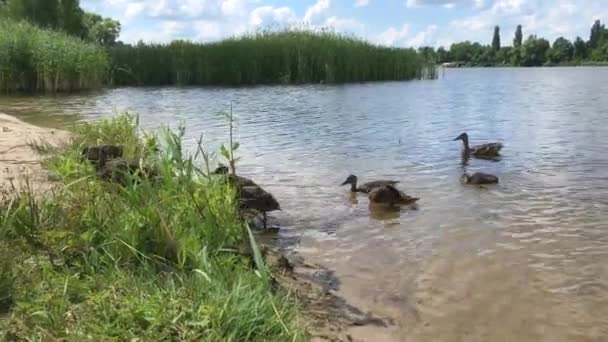 Eine Ente Mit Entchen Die Einem Teich Treibt — Stockvideo