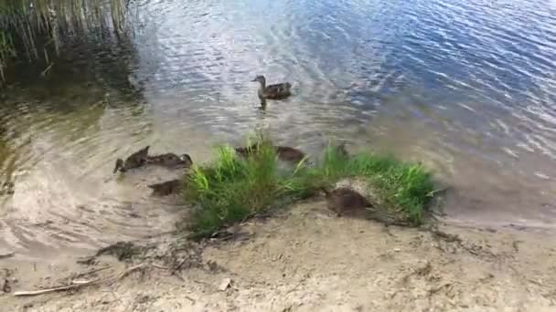 Een Eend Met Eendjes Drijvend Een Vijver — Stockvideo