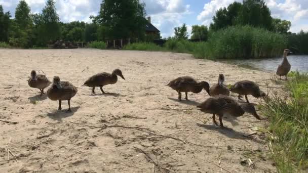 Een Eend Met Eendjes Drijvend Een Vijver — Stockvideo