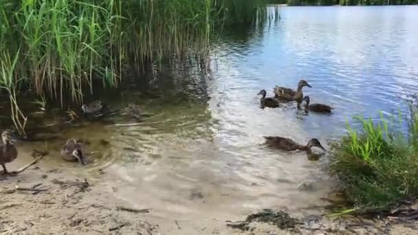 Eine Ente Mit Entchen Die Einem Teich Treibt — Stockvideo