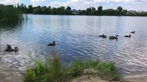 Een Eend Met Eendjes Drijvend Een Vijver — Stockvideo