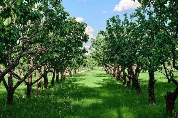 summer landscape of an Apple orchard with a green lawn. Green trees are arranged in an even row on both sides of the summer landscape