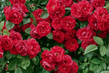 Kırmızı kadife çalı gülleriyle doğal doku. Yeşil yaprakların üzerindeki çerçevenin her yerinde kırmızı çalı gülleri tomurcukları.