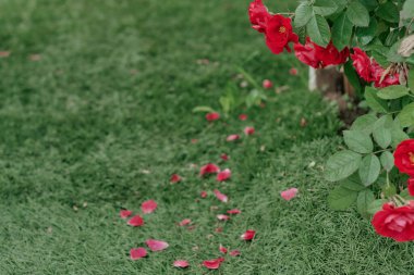 red Bush rose buds fall on the green grass, on the lawn. the fallen petals of a red velvet rose lie on the green grass clipart