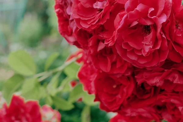 Rosas Rojas Bush Tallos Verdes Brotes Con Pétalos Aterciopelados Sobre —  Fotos de Stock