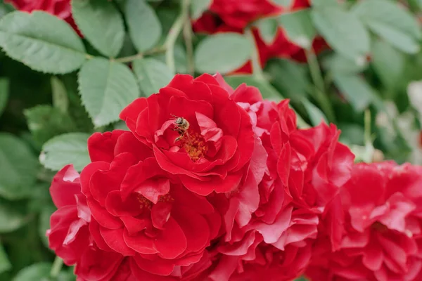 Una Flor Roja Bud Que Sale Una Abeja Pequeña Polinización —  Fotos de Stock