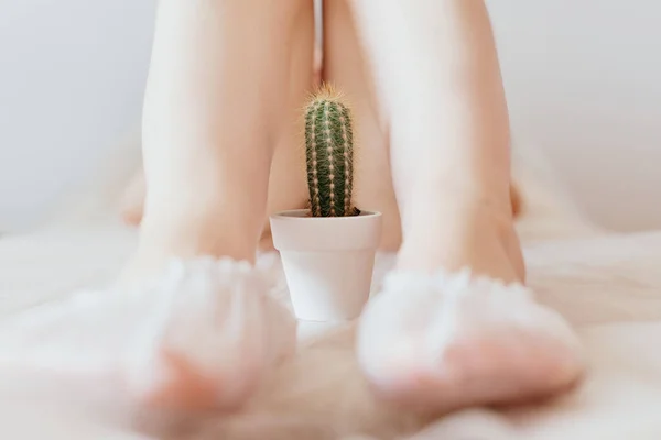Ein Grüner Kaktus Mit Langen Stacheligen Nadeln Steht Einem Weißen — Stockfoto