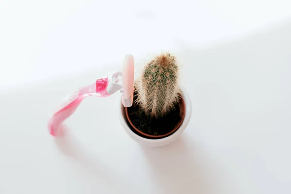 Stekelige Cactus Een Pot Roze Scheermes Bovenaanzicht Stockafbeelding